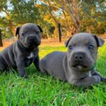 frida & luna female pair