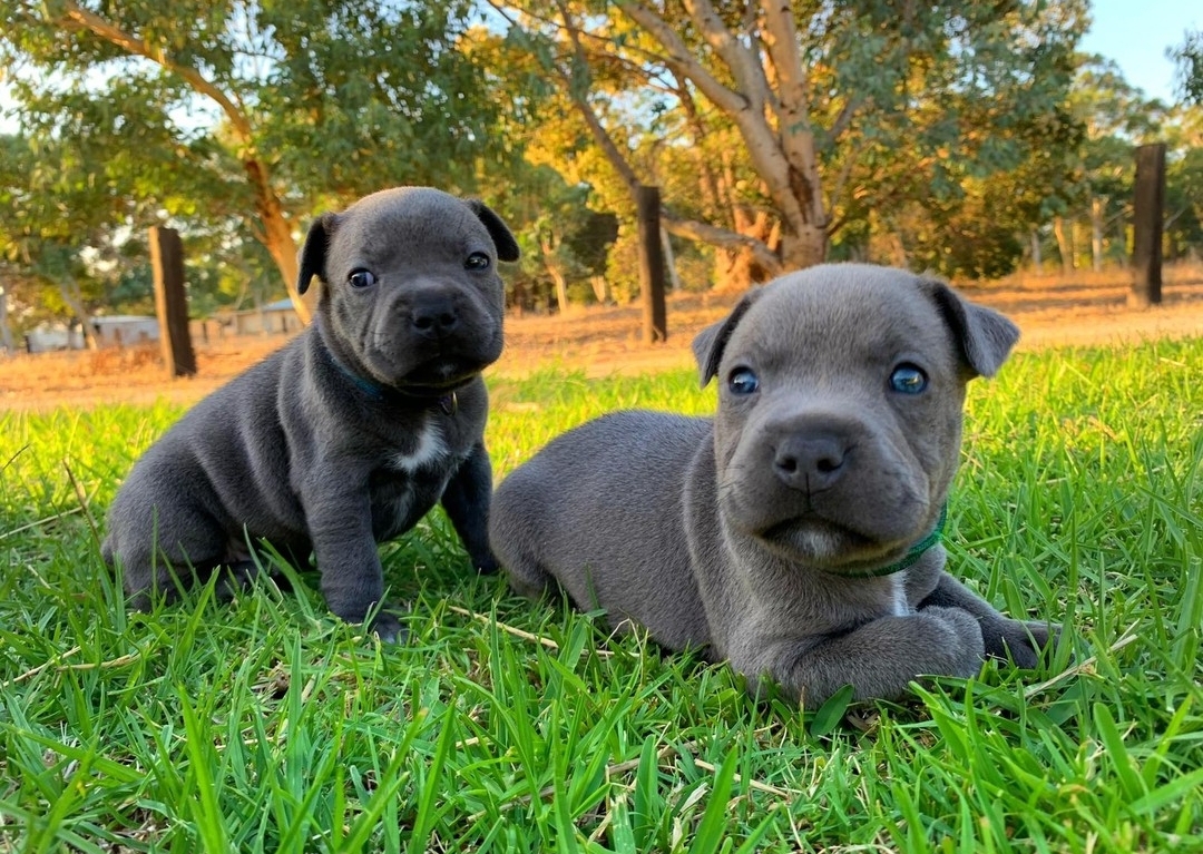 frida & luna female pair
