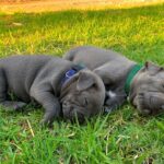 frida & luna female pair