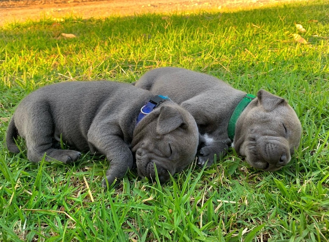 frida & luna female pair