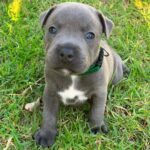 frida & luna female pair